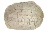 Inflated Fossil Tortoise (Stylemys) - South Dakota #192061-5